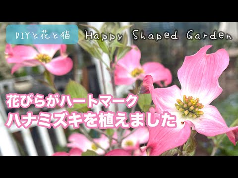 園芸 ハナミズキ