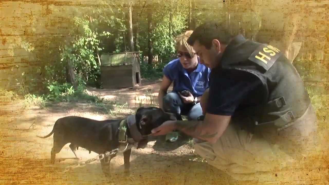 Protect Animals, Caring for Creation