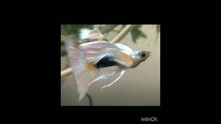 Top most rare Guppy#guppyfish#aquarium.