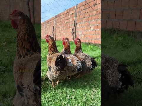 CRIATÓRIO FORÇA & FÉ!!!... 🙏 GALINHA BALÃO - CANTANHEDE/MA - WHATSAPP (98) 9 8473 7601
