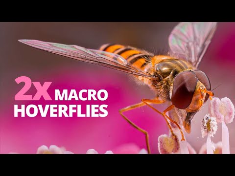  How to Photograph Hoverflies in Macro | Outdoor Insect Photography with Flexible Flash 