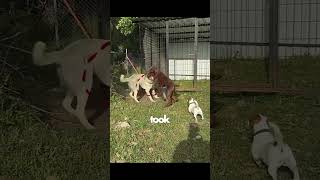 Doberman Challanges a Kangal and Gets Humbled!