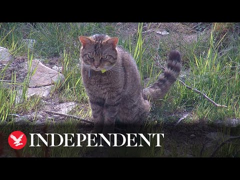 Endangered wildcats released into Scottish national park in historic milestone