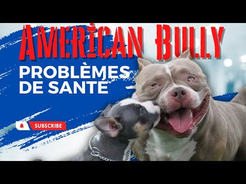 problèmes de santé american bully
