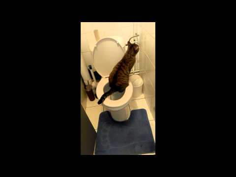 Chat fait pipi au toilette