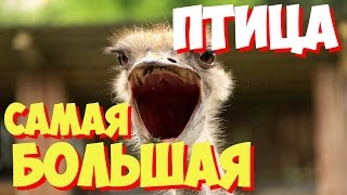 Самый большой страус: интересные факты и особенности разведения
