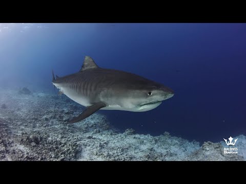 Diving in the Maldives - Central Atolls Route - Liveaboard week 20230225