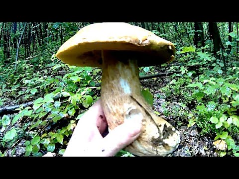 Білі Гриби в низинах Карпат \ White Mushrooms in the lowlands of the Carpathians