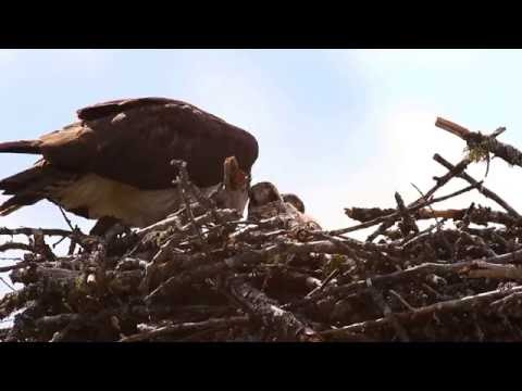 Osprey feeding chicks