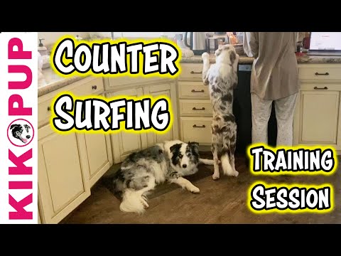 What is Clicker Training