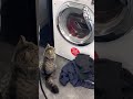 Cat TV Washing Machine