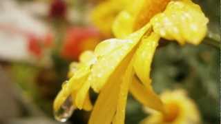 Paul Mauriat - Viens Viens.mpg