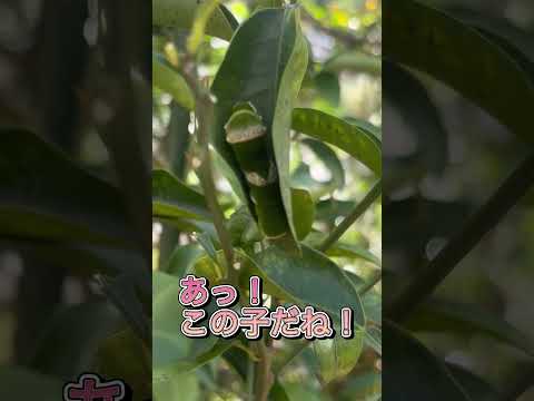 女性 (フランシュ コンテ)