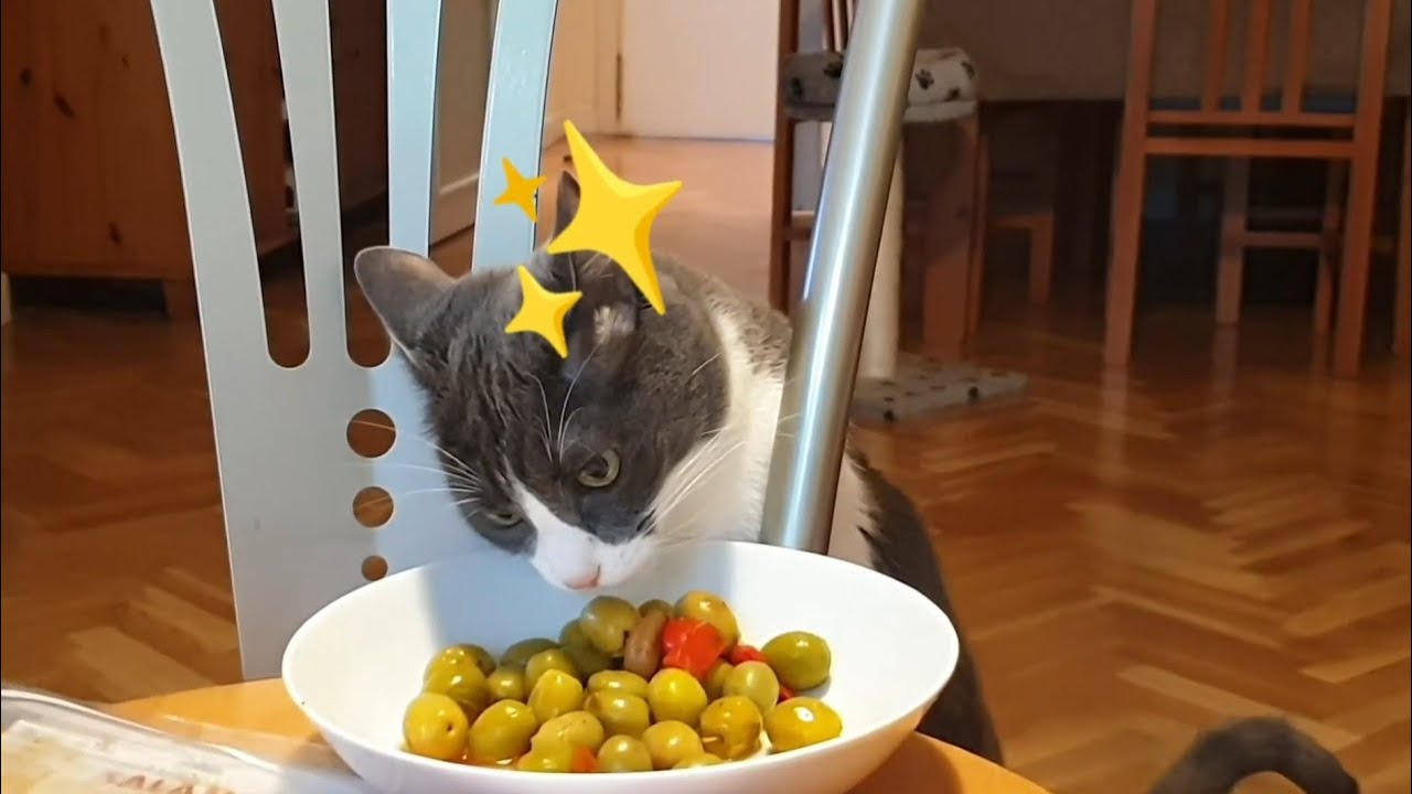 Gato se coloca con aceitunas