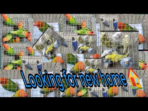 Looking for new home 🏠 (opaline love bird and jp)