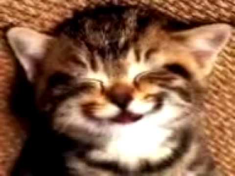 Cat singing happy birthday