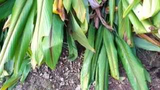 Black Tumeric Root - Curcuma Caesia Rhizomes (Supplier & Exporter)
