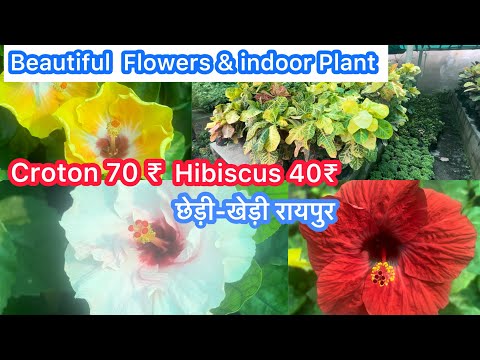Beautiful Flowers & Indoor Plants॥Sanjam Plant Nursery chheri-Kheri Raipur॥दासमत,आरेकापाम क्रोटॉन40₹
