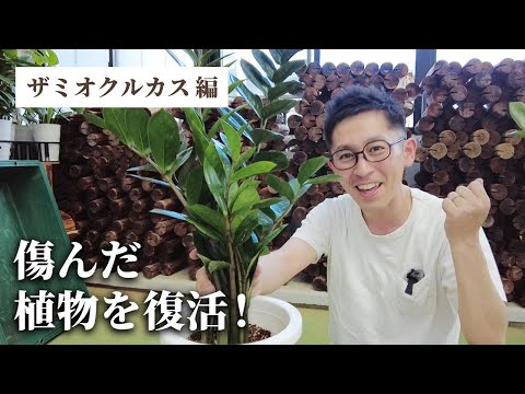 ザミオクルカス、幸運の羽根 植物