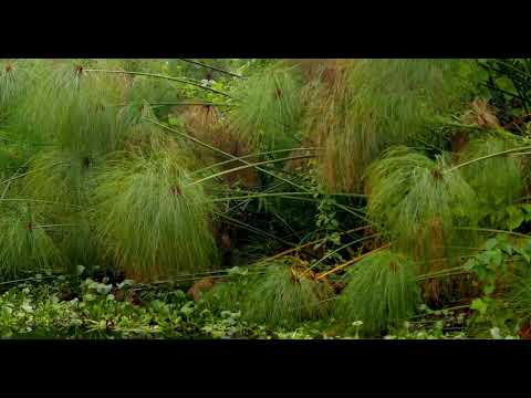 METAL PREYERS - ESCAPE THE SUNRISE