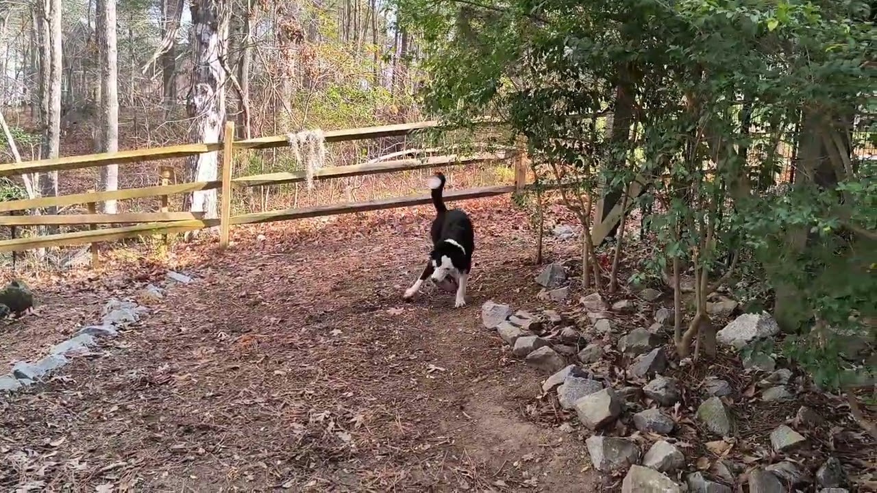 Enlarge COOPER, a ADOPTABLE Border Collie in Chocowinity , NC video 5/6