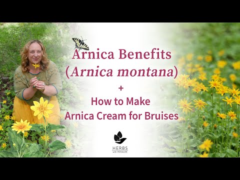Arnica Benefits (Arnica montana) + How to Make Arnica Cream for Bruises