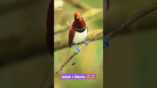 Download lagu Tak Tertandingi! Kicauan Luar Biasa Burung Cendrawasih di Tempat Aslinya mp3 Download lagu Tak Tertandingi! Kicauan Luar Biasa Burung Cendrawasih di Tempat Aslinya mp3