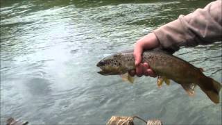 typical size on the trout in Ribnik, 2012