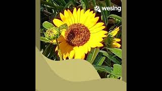 cover- rindu hatiku tidak terkira( Liza Hanim) by Yusnira