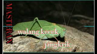 Download lagu SUARA WALANG KECEK VS JANGKRIK cocok untuk di jadikan masteran burung dan suara pengusir tikus mp3 Download lagu SUARA WALANG KECEK VS JANGKRIK cocok untuk di jadikan masteran burung dan suara pengusir tikus mp3