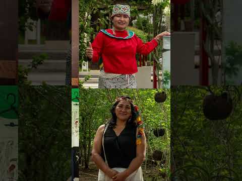 MADRE DE DIOS III   Lago Sandoval: Un espejo de agua donde la selva cobra vida #cultura #turismo