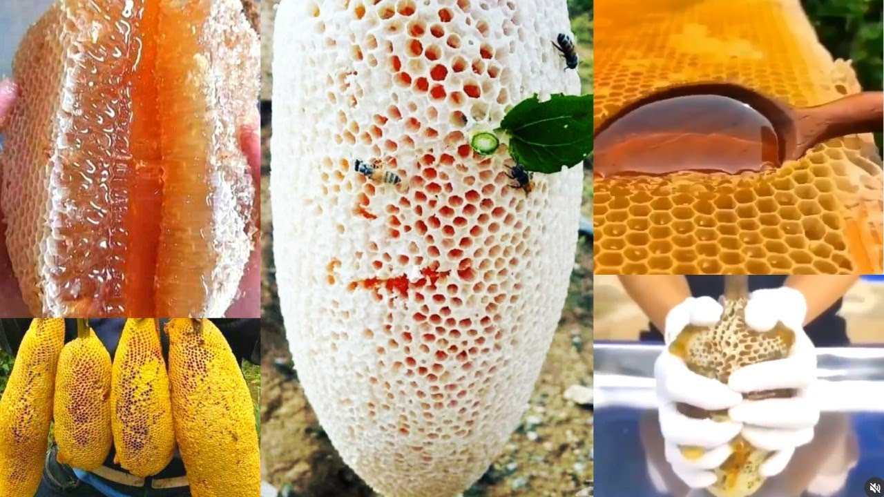 Colheita de mel de Abelha - Honey Harvesting Satisfying - Harvesting honey from Honeybee