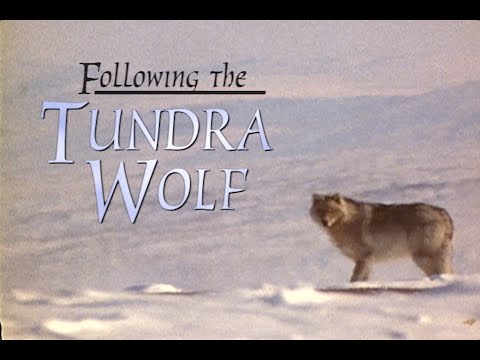 Folllowing the Tundra Wolf