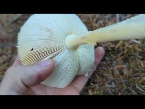 Fly Agaric - Foraging Mushrooms UK (Amanita Muscaria)