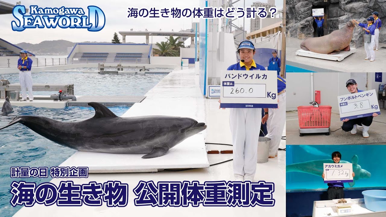 【鴨川シーワールド】2025年11月1日 海の生き物 公開体重測定