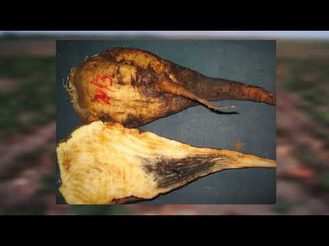 AGRO PREPORUKA - Trulež korena šećerne repe