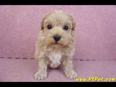 12/10馬爾泰迪母幼犬