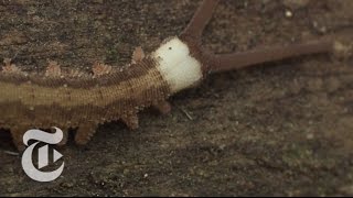 Secrets of Velvet Worm Slime | ScienceTake | The New York Times