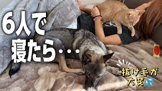 【️保護犬】我が家のベッドが6人になった結果…