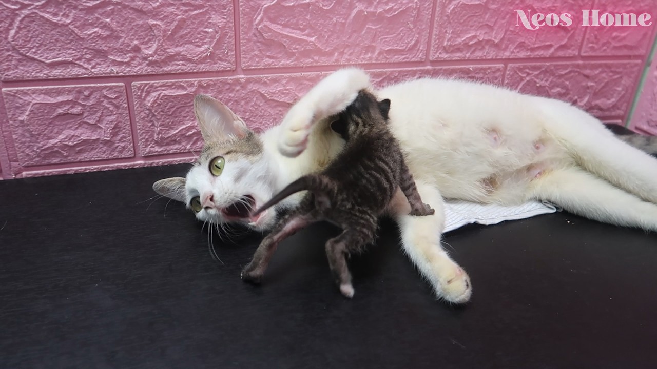A mommy cat and her little kitten are snuggling together ! The kitten is so happy! 🐱💛