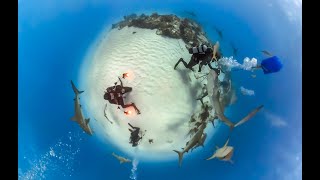 Tiger Beach Bahamas Shark Dive VR 360
