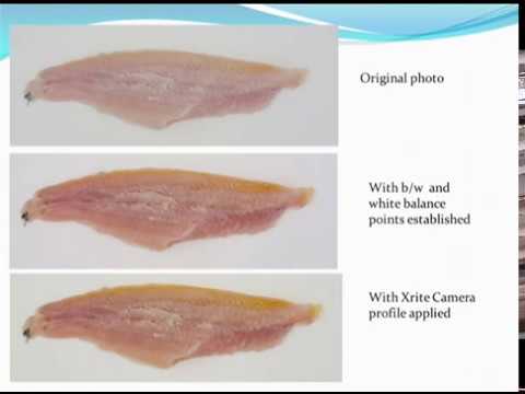 Why are Catfish Fillets Different Colors: Catfish Fillet Color Standards
