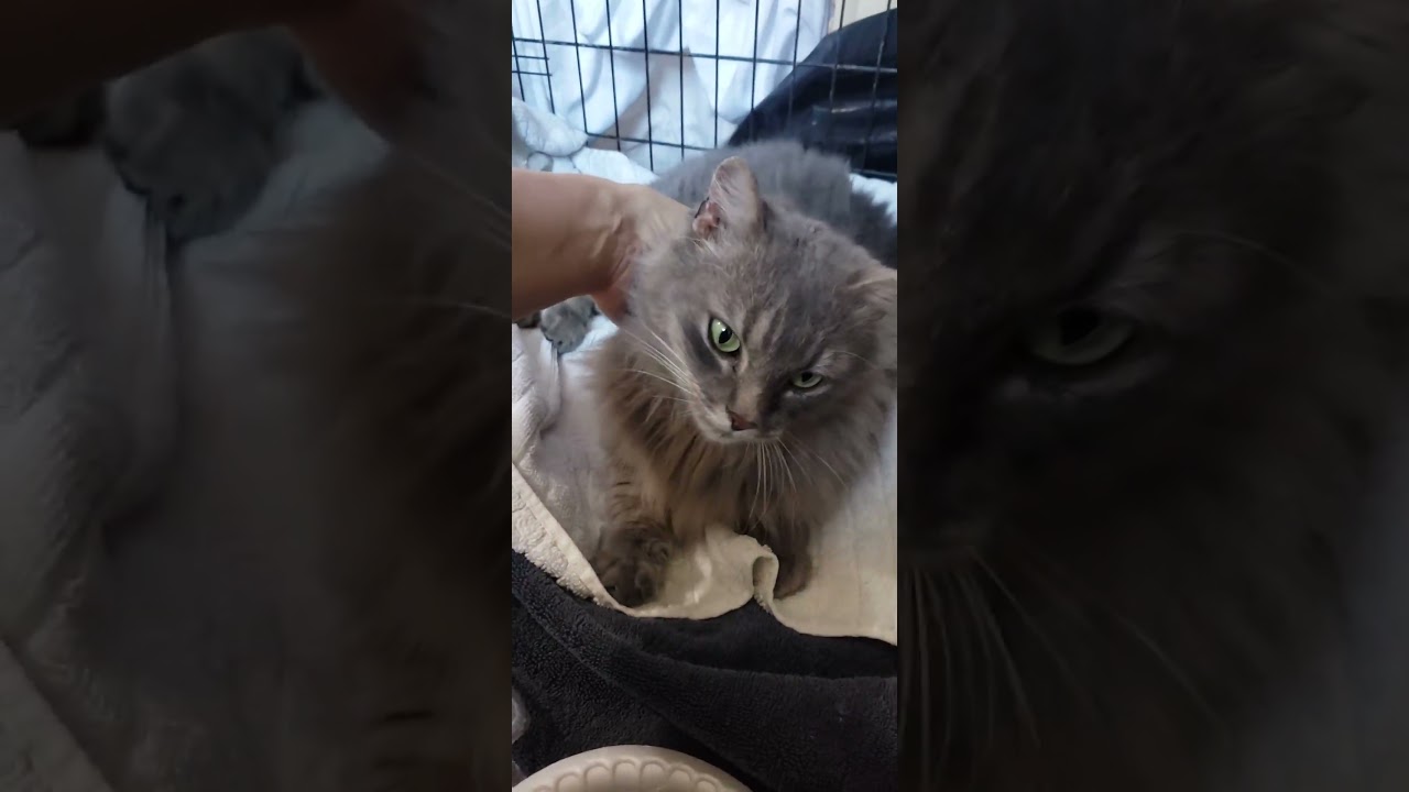 Bodie, a ADOPTABLE Domestic Medium Hair in Atlanta, GA video 5/5