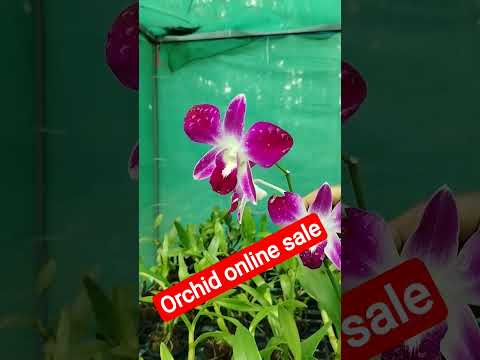 ഇവരുടെ ചിരിയോളം വരില്ല മറ്റൊരു സന്തോഷവും #viralvideo #gardenflowers #orchid #Nazeema shaji official