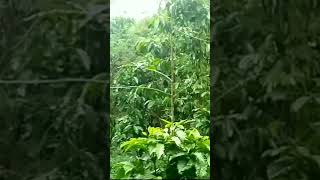 Download lagu Pikat Burung Cikrak bambu#fyptiktok #fypviral #fypdong #fyp mp3