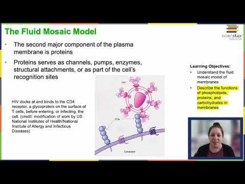 OpenStax Concepts of Biology Chapter 3.4