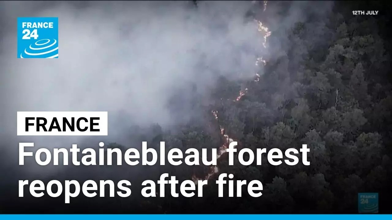 France's Fontainebleau forest reopens one month after wilfire • FRANCE 24 English