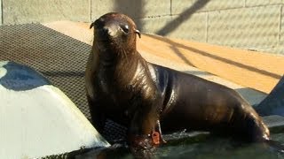 Lost sea lions rescued in record numbers on California coast