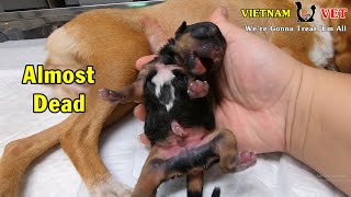 Reviving a baby newborn puppy – A miracle has came to this little puppy