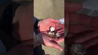 Catching TONS of Baby PUFFER FISH…🐡